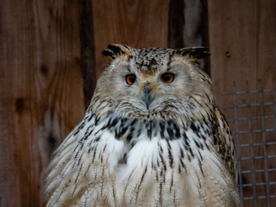 Siberische oehoe - De Zonnegloed - Dierenpark - Dieren opvangcentrum - Sanctuary